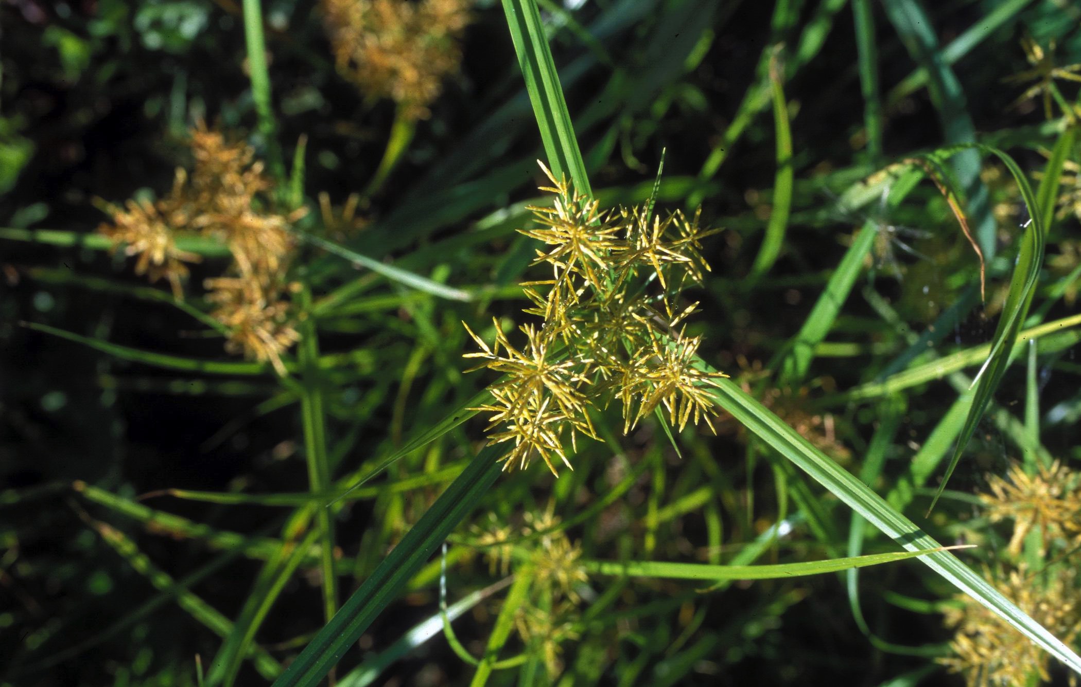 photo of nutsedge